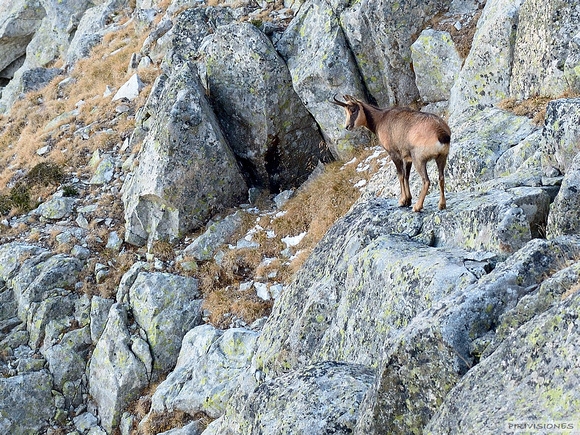Los furtivos decapitan a varios sarrios en las reservas de caza del Pirineo